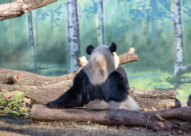 ”“芝麻”入哈百天啦｜在冰城过得超惬意PG麻将胡了2模拟器太